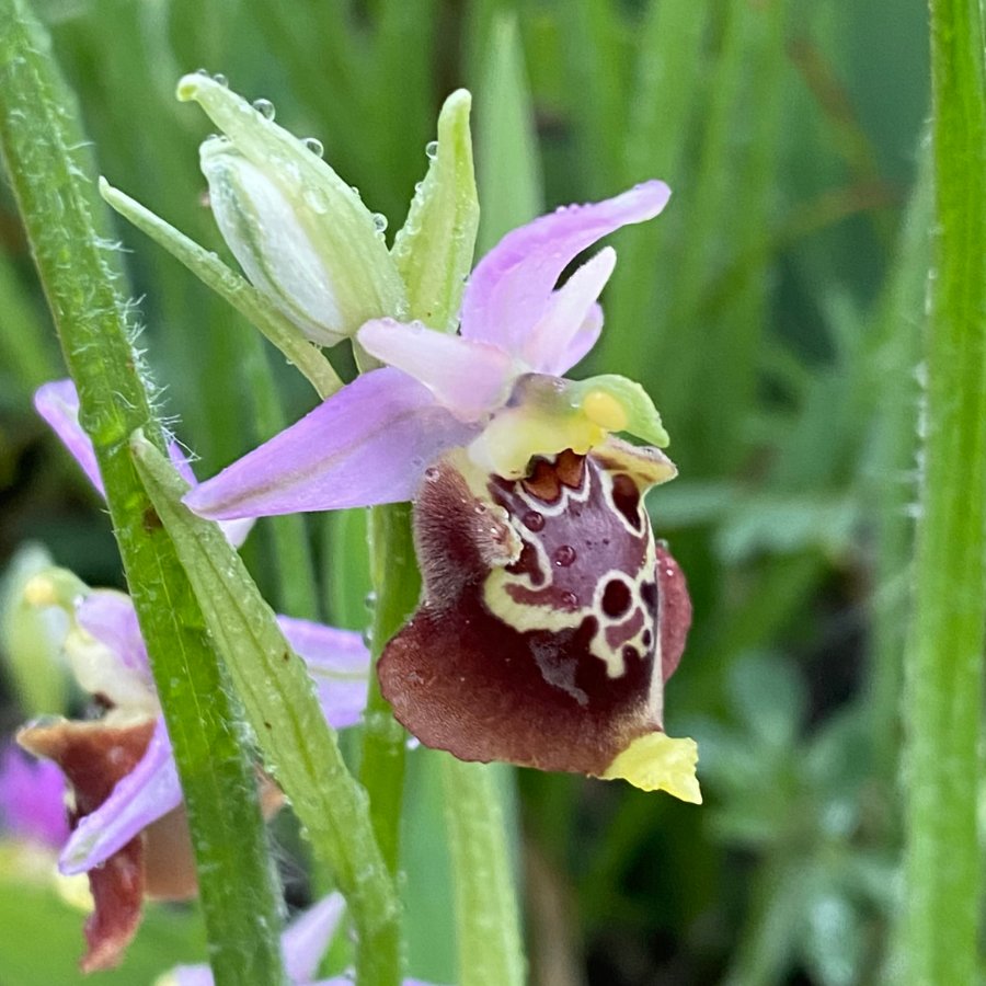 I-0392 Hommelorchis - Ophrys holosericea ssp apulica (It-Gargano-G-230424).JPG