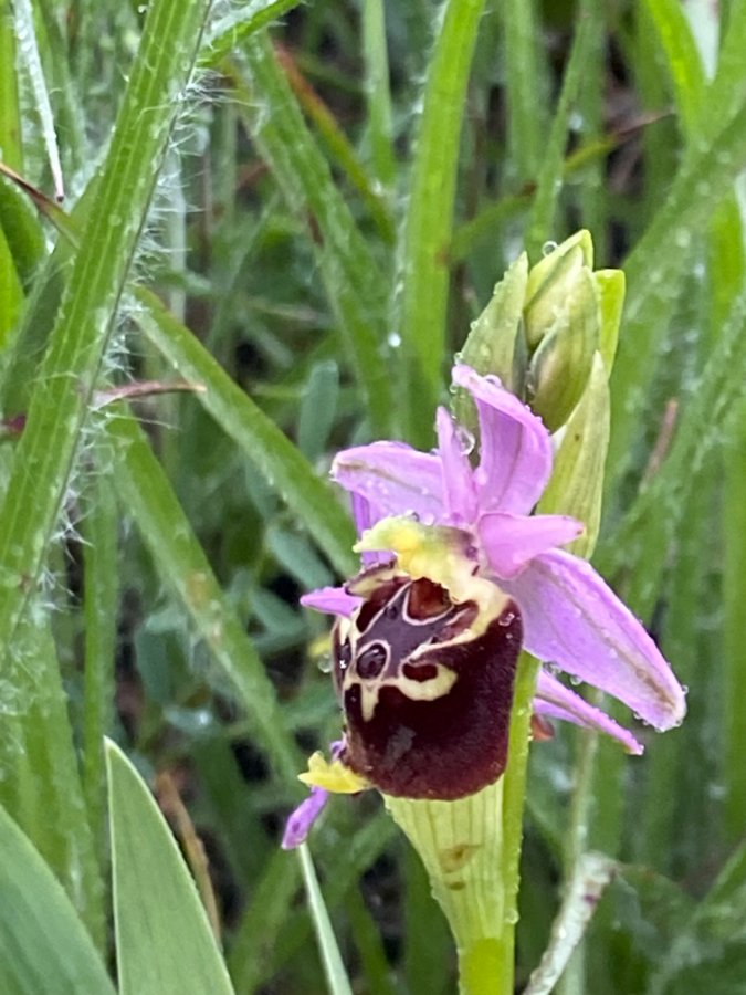 I-0393 Hommelorchis - Ophrys holosericea ssp apulica (It-Gargano-G-230424) iPhone 4008.JPG