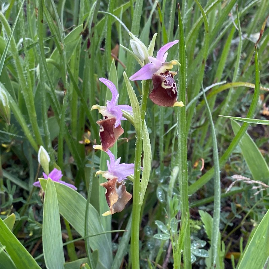 I-0393 Hommelorchis - Ophrys holosericea ssp apulica (It-Gargano-G-230424).JPG