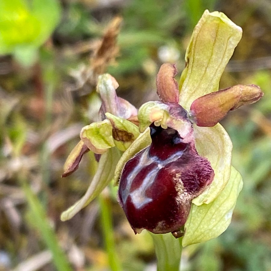 01 Ophrys hybryde (It-Gargano-F-230423).JPG