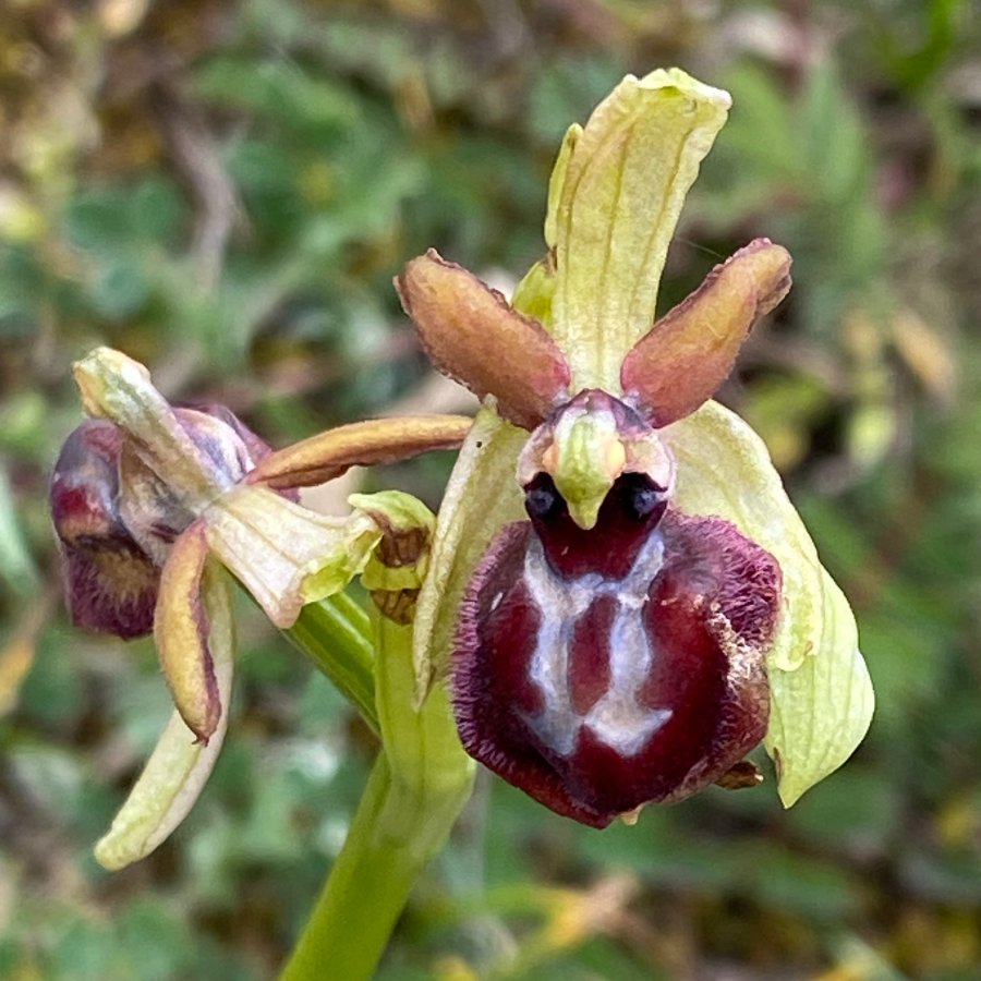 02 Ophrys hybryde (It-Gargano-F-230423).JPG