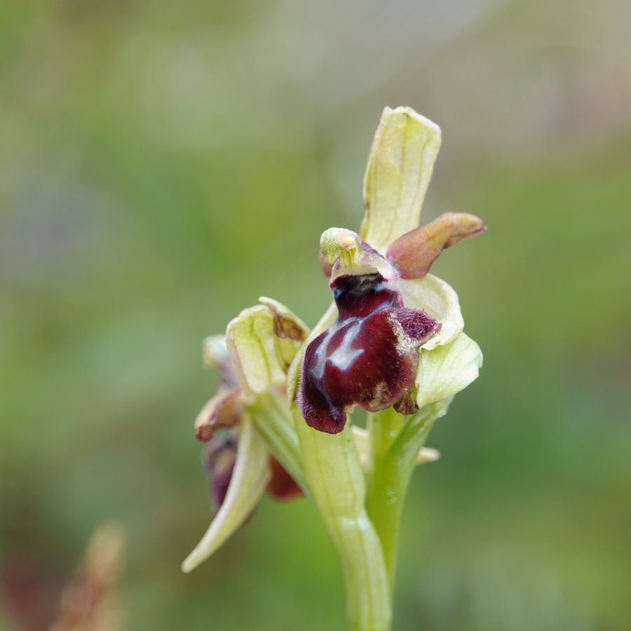 03 Ophrys hybryde TWIJFEL (It-Gargano-F-230423).JPG