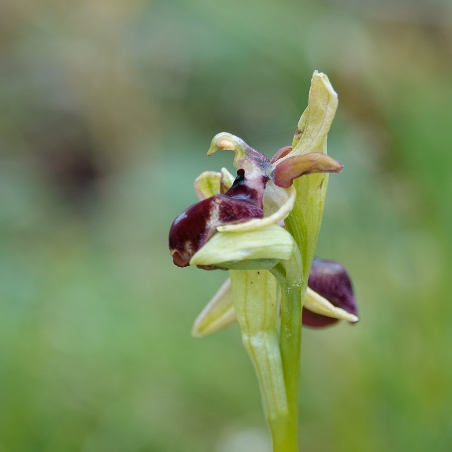 04 Ophrys hybryde TWIJFEL (It-Gargano-F-230423).JPG