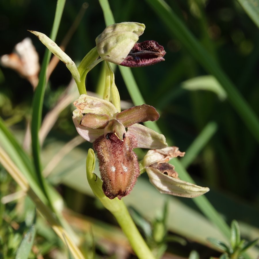 02 Ophrys argolica sp TWIJFEL (It-Gargano-C-230422).JPG