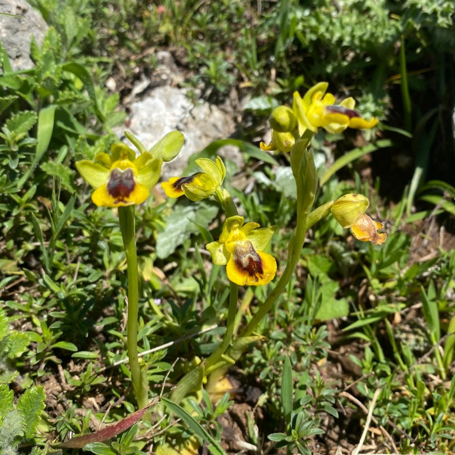 02 Gele ophrys - Ophrys lutea ssp galilaea (It-Gargano-C-230422).JPG