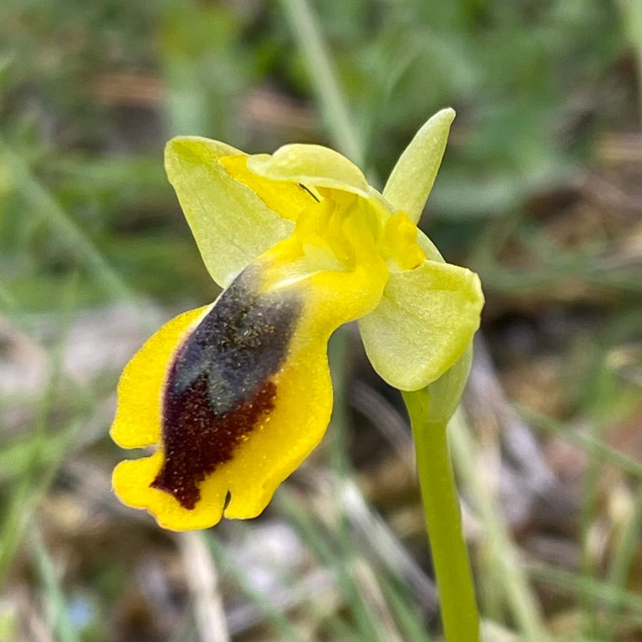 04 Gele ophrys - Ophrys lutea ssp galilaea (It-Gargano-D-230423).JPG