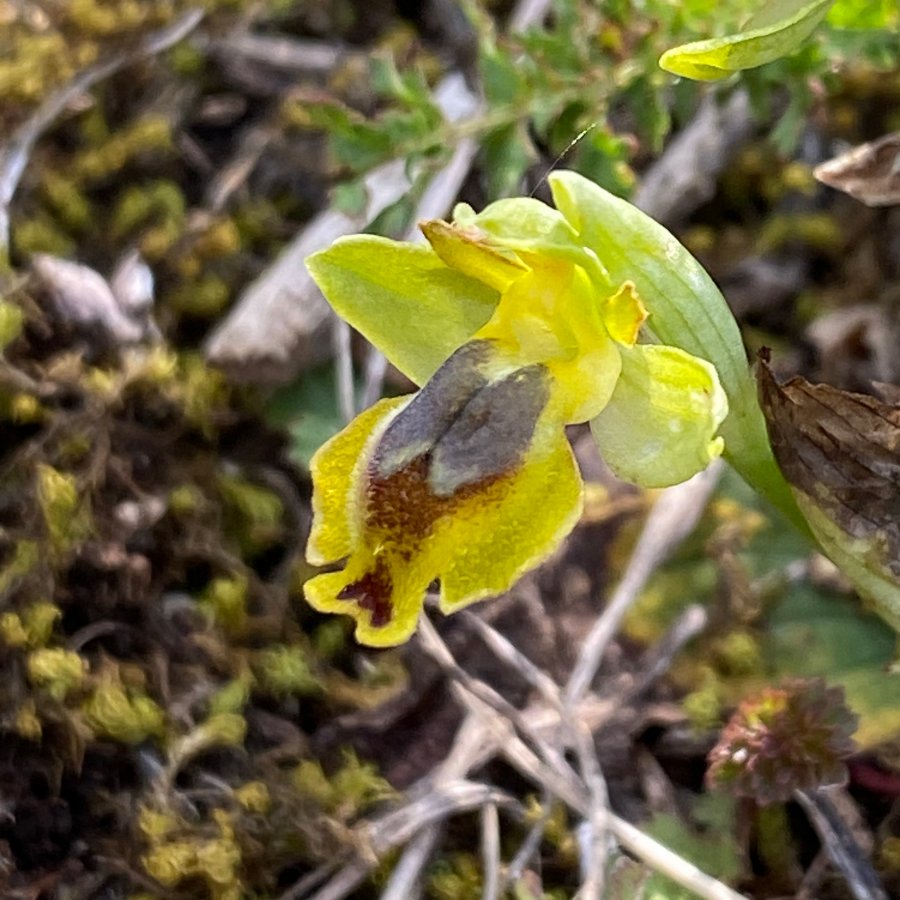 07 Gele ophrys - Ophrys lutea ssp galilaea (It-Gargano-F-230423).JPG
