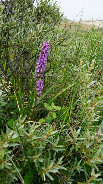 DSC00494 - kopie (3).JPG