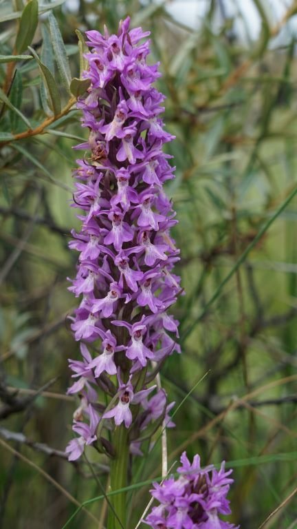 DSC00496 - kopie.JPG