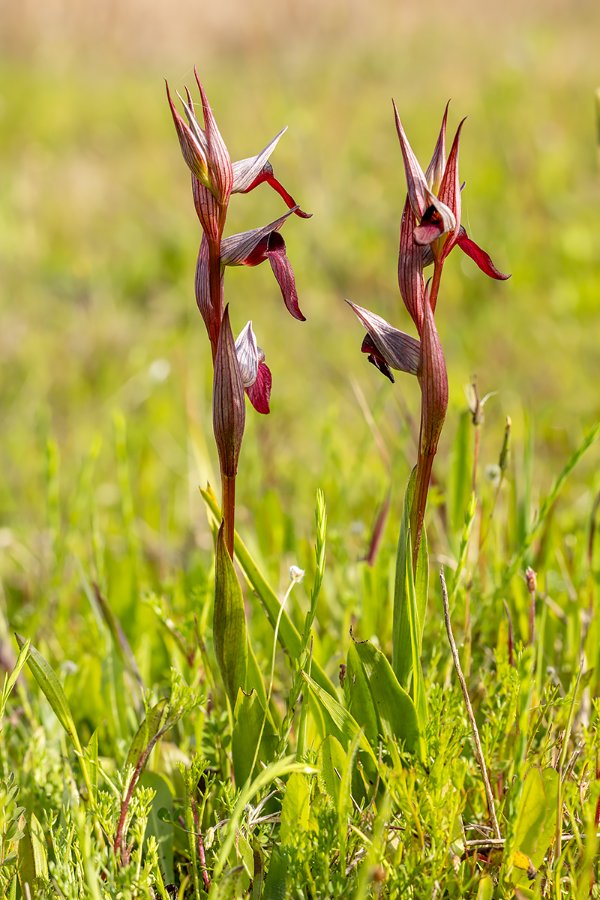 serapias strictiflora (of toch lingua).JPG