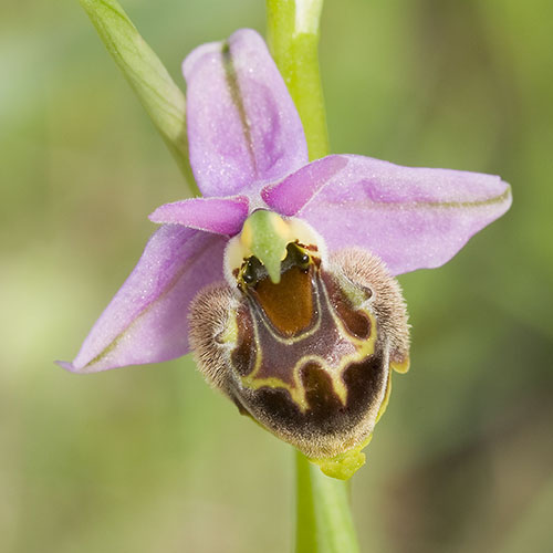 Ophrys_pigi.jpg