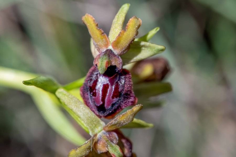 2024 Spanje LV3005 Ophrys sphegodes 1-7855.jpg