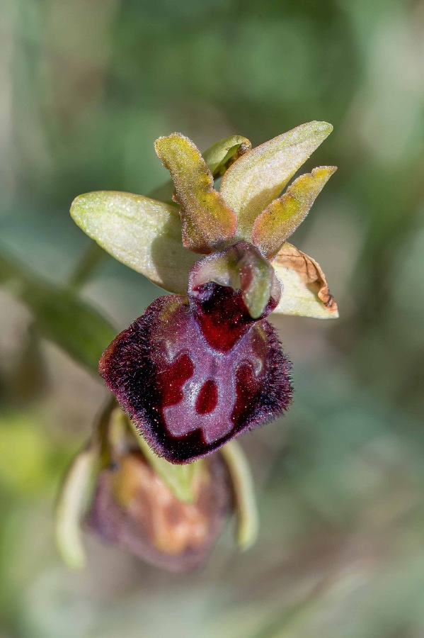 2024 Spanje LV3005 Ophrys sphegodes 1-7856.jpg