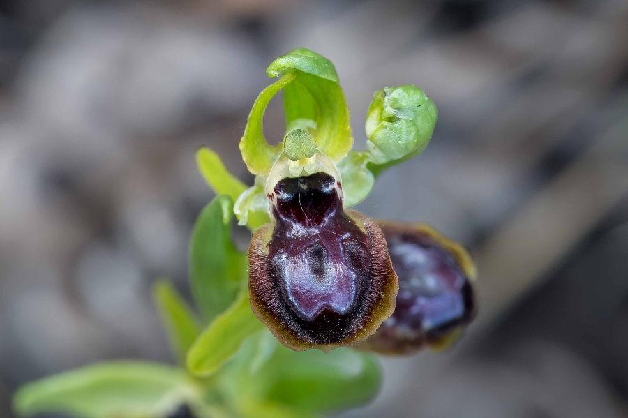 2024 Spanje Castellar de la Ribera Ophrys caloptera 1-9273.jpg