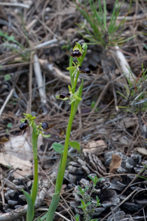 2024 Spanje Castellar de la Ribera Ophrys caloptera 1-9275.jpg