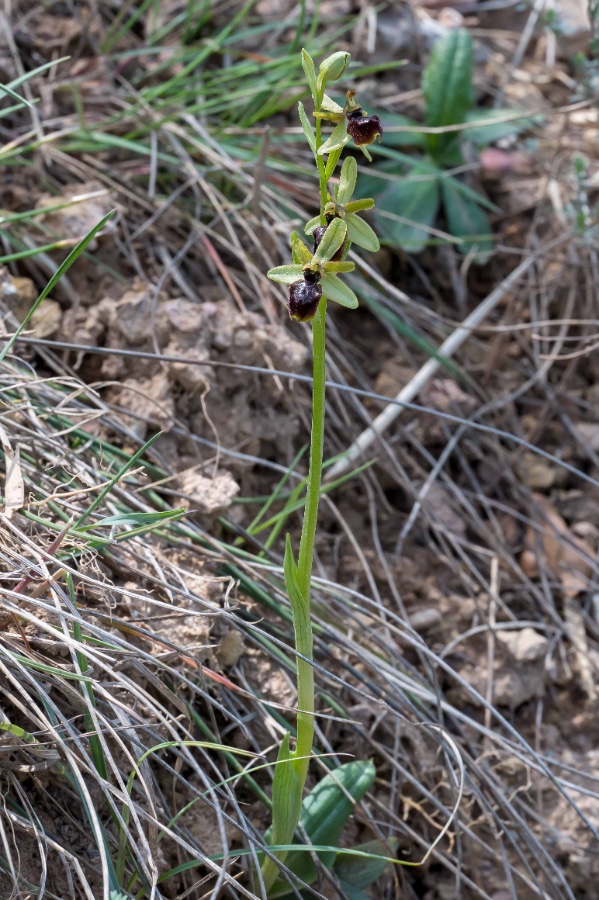 2024 Spanje Castellar de la Ribera Ophrys caloptera 1-9287.jpg