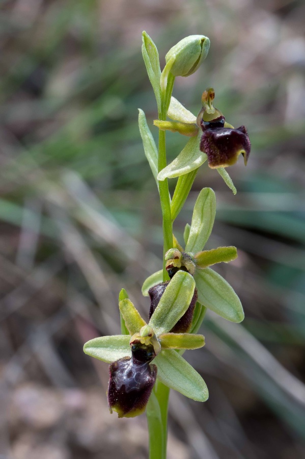 2024 Spanje Castellar de la Ribera Ophrys caloptera 1-9289.jpg