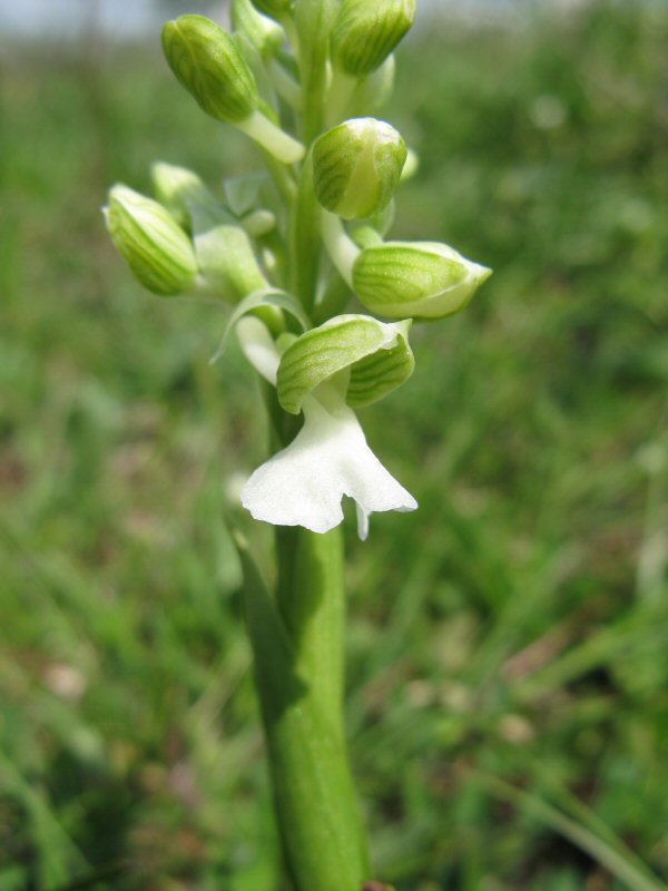 Orchis Morio bloem wit.JPG