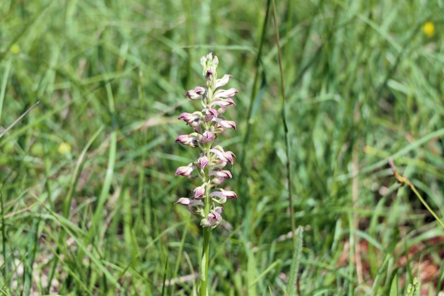 Frankrijk 153 Wantsenorchis.jpg