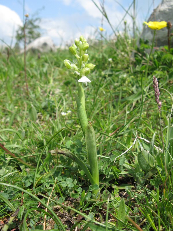 Orchis Morio plant wit.JPG