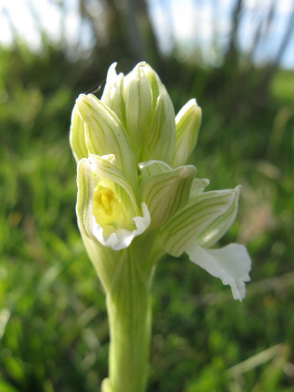 Vlinder Orchis bloem wit .JPG