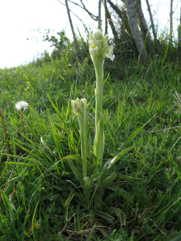 Vlinder Orchis plant wit .JPG