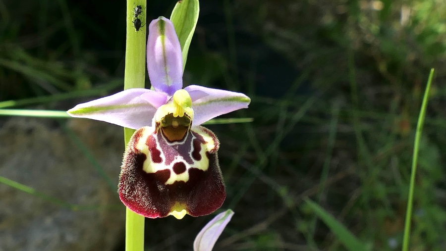 Ophrys montis-aviarii. Op de vindplaats stonden 10 exemplaren en ik denk niet dat er zoveel andere plekken zijn waar deze voorkomt. Een kwetsbare soort dus