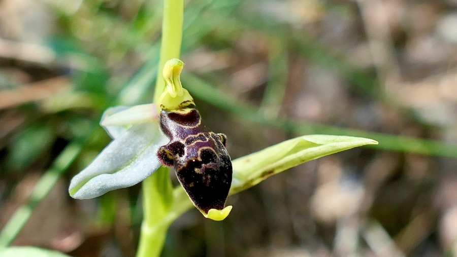 Ophrys phillipei. In het artikel schrijf ik over de bijzondere geschiedenis van deze soort, zijn verdwijning in 1912 en zijn herontdekking in 2000. Maar deze orchidee is een zeer zeldzame verschijning. Op zijn Locus Classicus, oorspronkelijke vindplaats groeiden in 2024 nog maar 3 exemplaren
