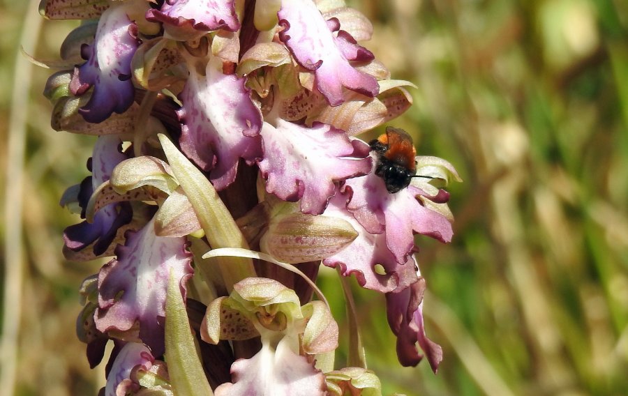 Hyancintorchis 21 maart 2025.jpg