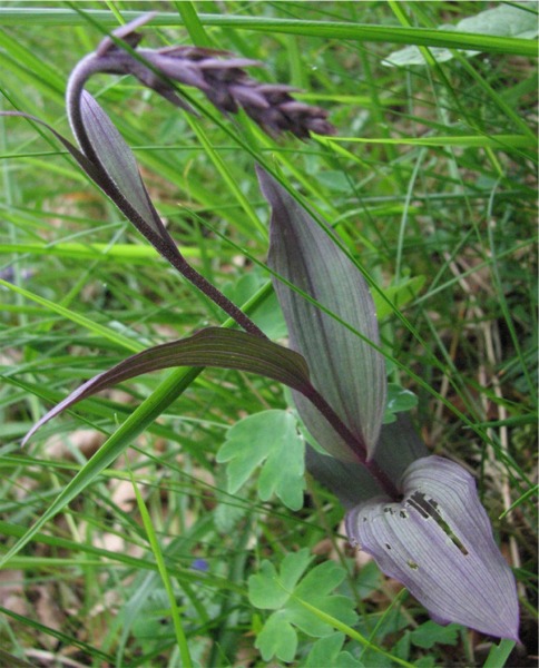 epipactis-frankrijk-2008.jpg
