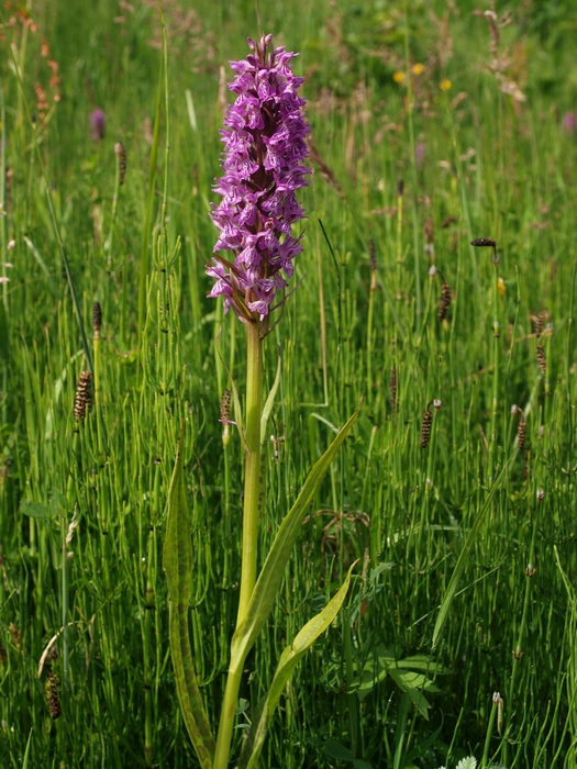 DN-D. praetermissa ssp. junialis Ossesluis Koekange 08-06-09 (10).jpg