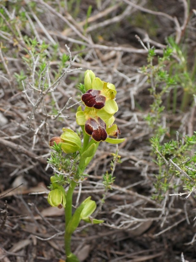 2. Ophrys pelinaea.jpg