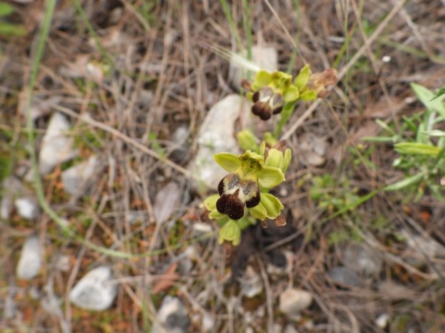1. Ophrys sp.jpg