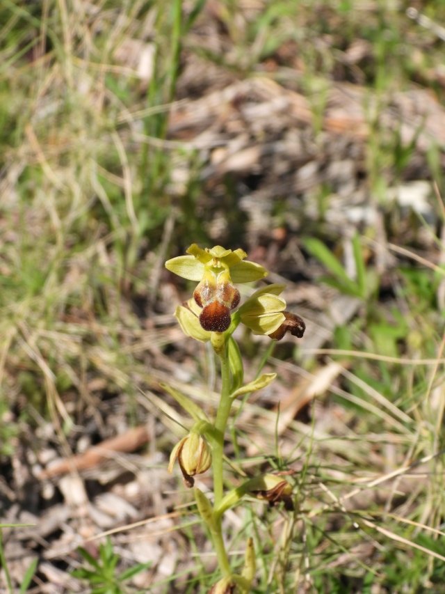 4. Ophrys sp.jpg