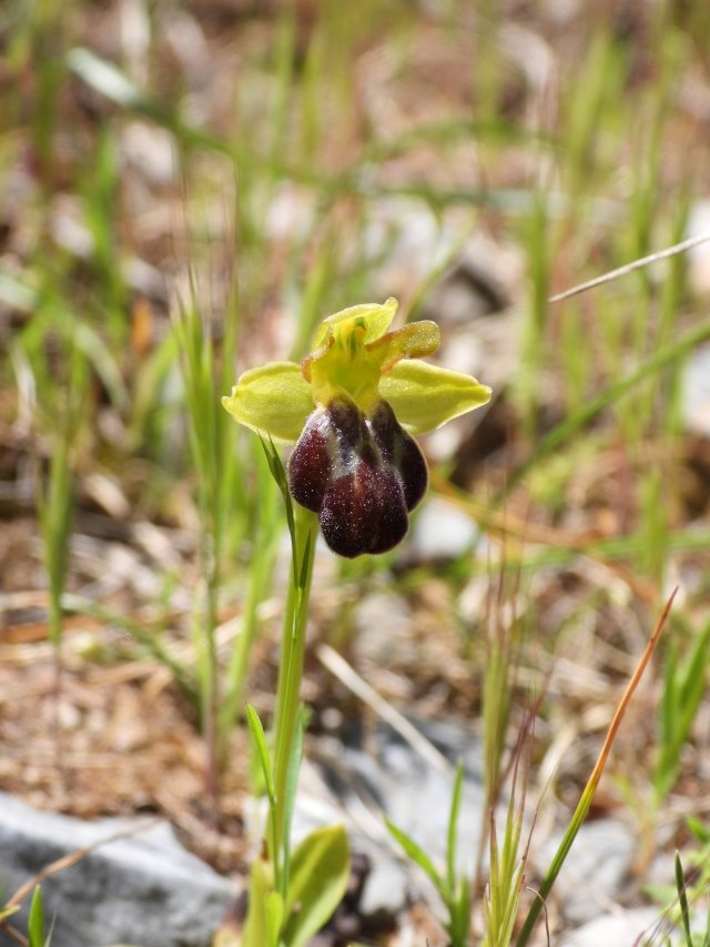 3. Ophrys sp.jpg