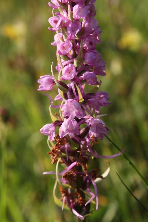 07-06-09 147 Gymnadenia Conopsea.JPG