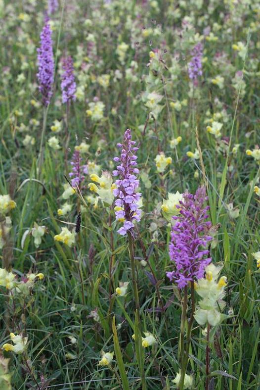 07-06-09 062 Gymnadenia Conopsea.JPG