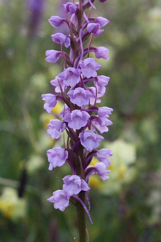 07-06-09 064 Gymnadenia Conopsea.JPG