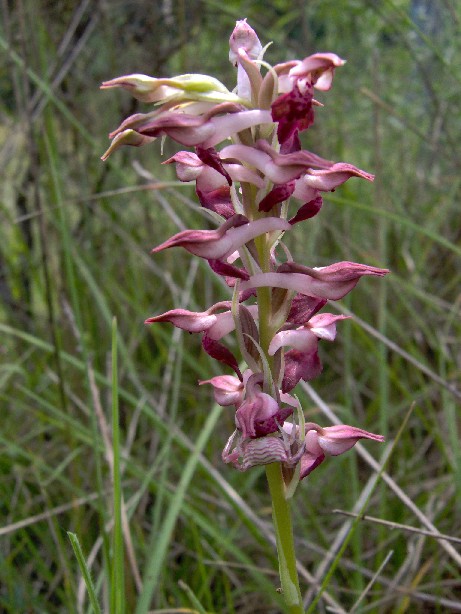 Anacamptis coriophora fragrans - 20080531 - Barran Gers - 3.jpg