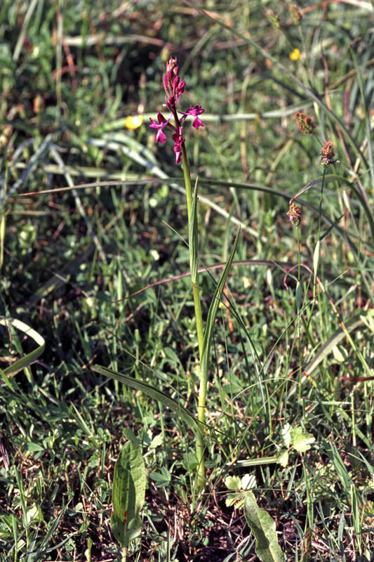 Anacamptis_laxiflora_05.jpg