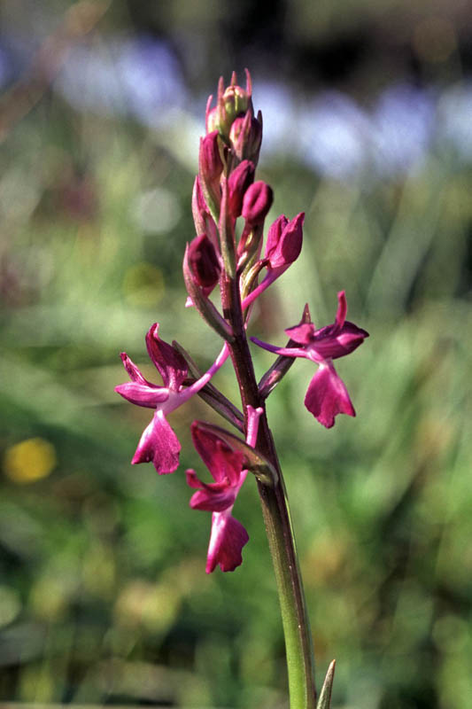 Anacamptis_laxiflora_06.jpg