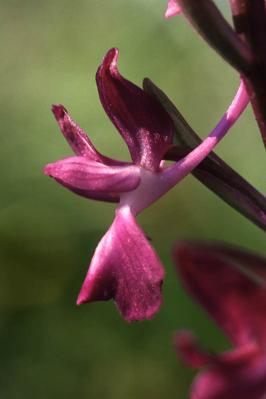 Anacamptis_laxiflora_07.jpg