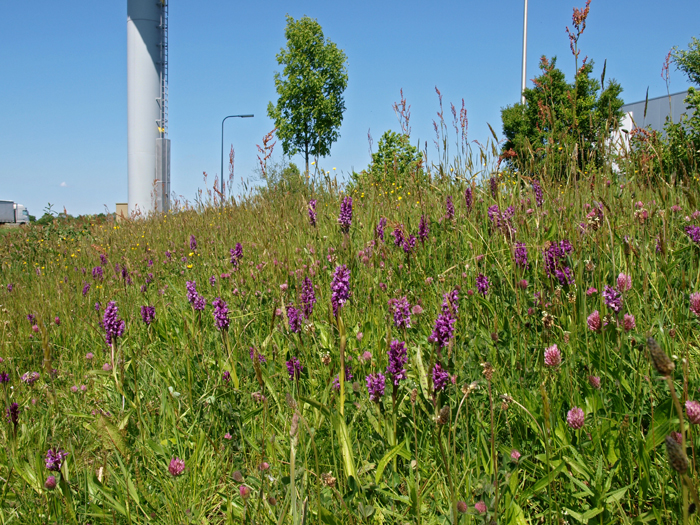 D. majalis LCH Hoogeveen 12-05-09 (45b).jpg