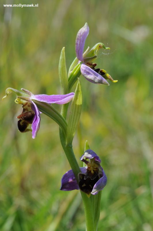 Ophrys apifera var trollii 1.JPG