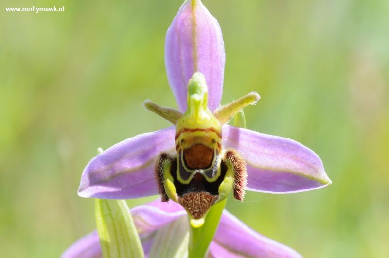 Ophrys apifera var trollii 2.JPG