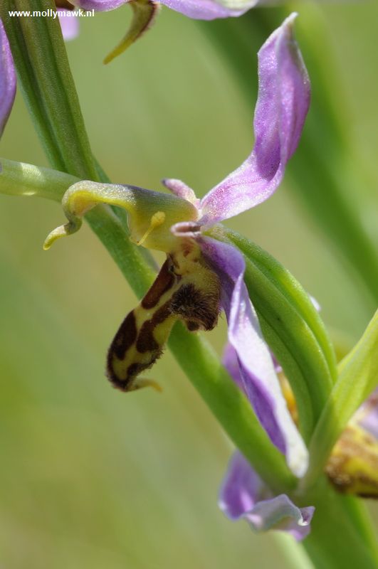 Ophrys apifera var trollii 3.JPG