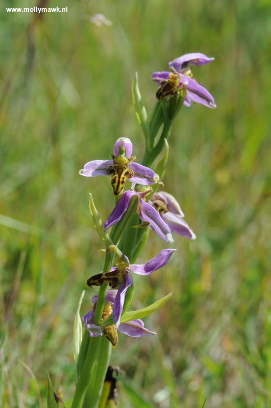 Ophrys apifera var trollii 4.JPG