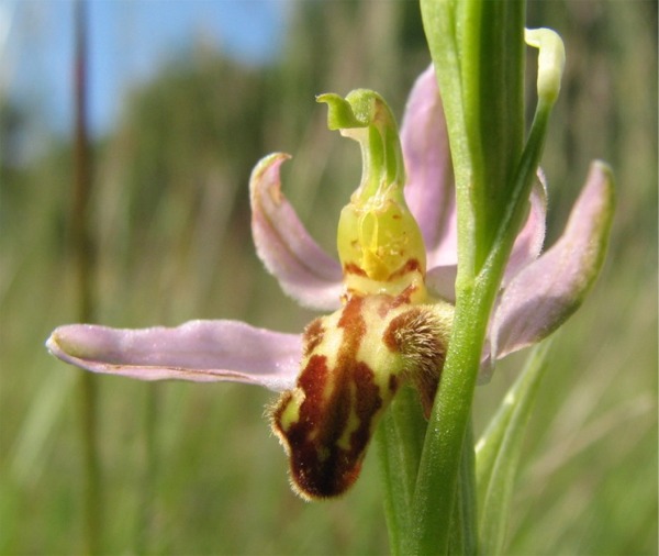 Ophrys apifera var. trollii