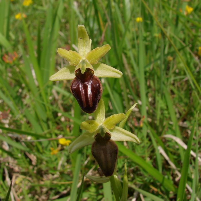 spinnenorchis1a.jpg