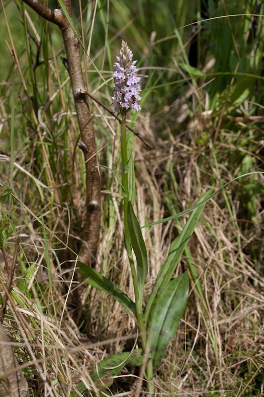 fuchsii-1.jpg
